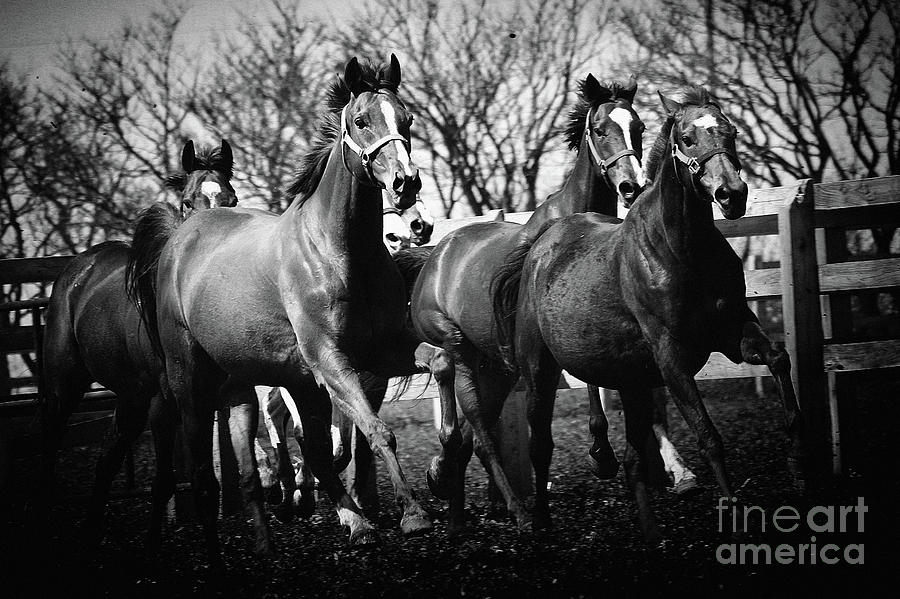 Galloping horses Photograph by Dimitar Hristov