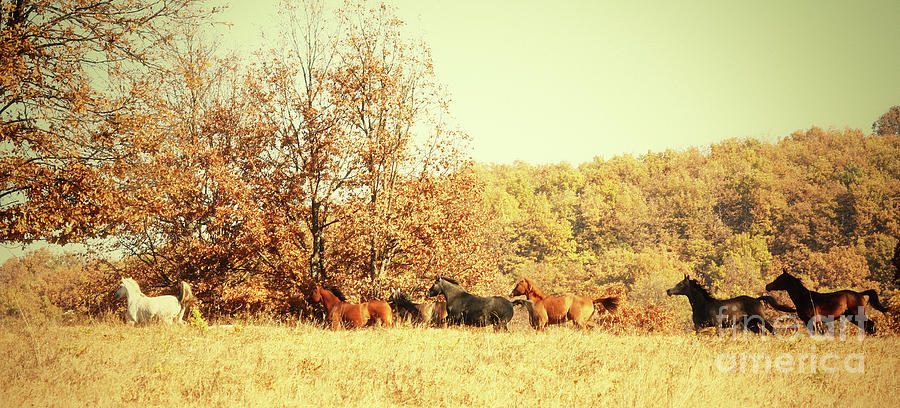 Galloping Horses Panorama Photograph by Dimitar Hristov
