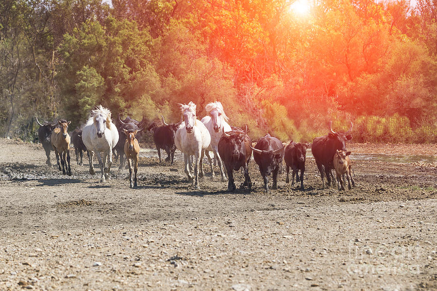 Galloping Photograph - Galloping In Camargue by Pier Giorgio Mariani Galloping Photograph - Galloping In Camargue by Pier Giorgio Mariani
