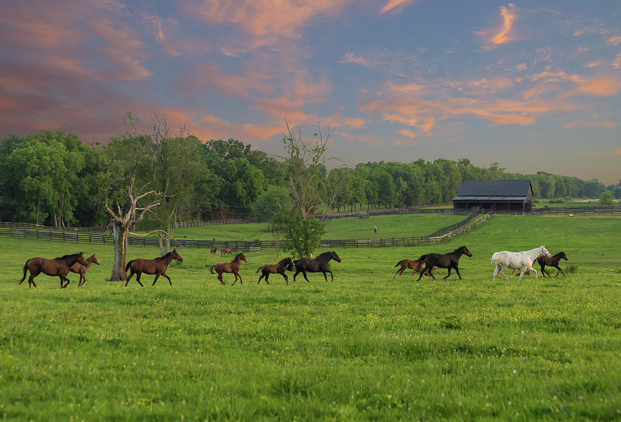 Horse Photograph - Galloping in the Kentucky Bluegrass by Bridget Calip