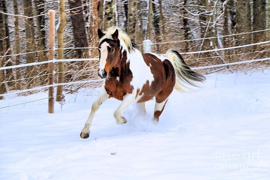 Galloping in the Snow Photograph by Elizabeth Dow