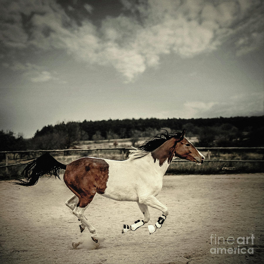 Galloping Paint Horse Photograph by Dimitar Hristov
