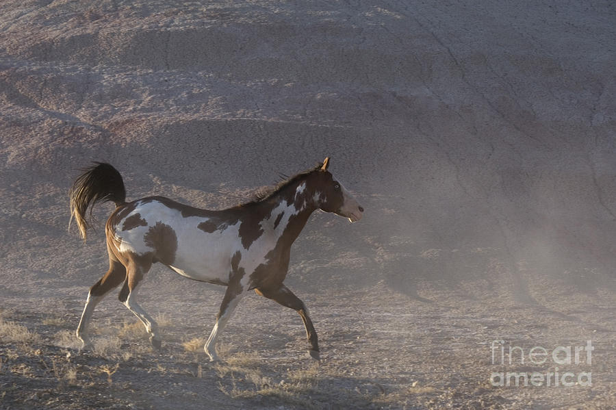 Galloping Pinto Horse Photograph by Jean-Louis Klein & Marie-Luce Hubert