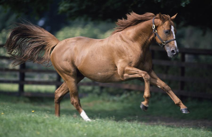 Galloping Thoroughbred Horse Photograph by The Irish Image Collection 
