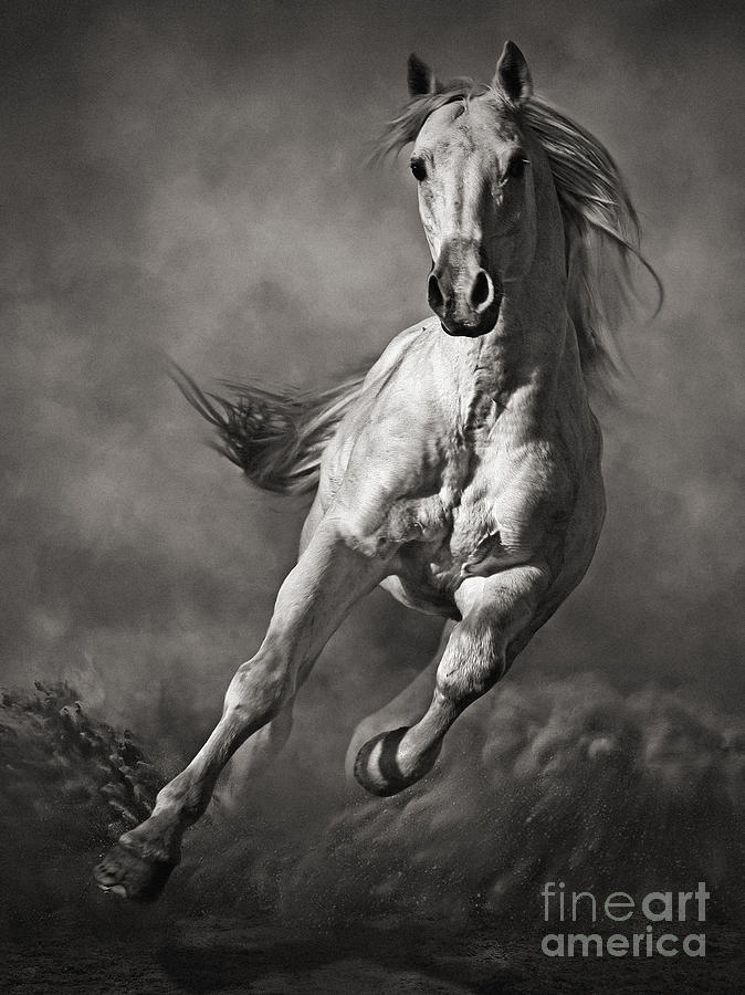 Galloping White Horse in Dust Photograph by Dimitar Hristov