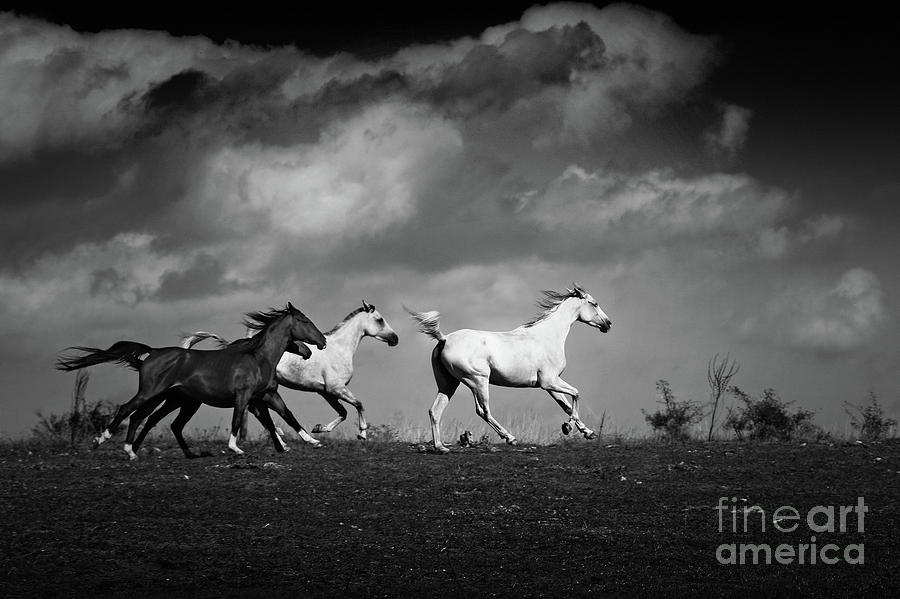 Galloping white horses Black and White Photograph by Dimitar Hristov