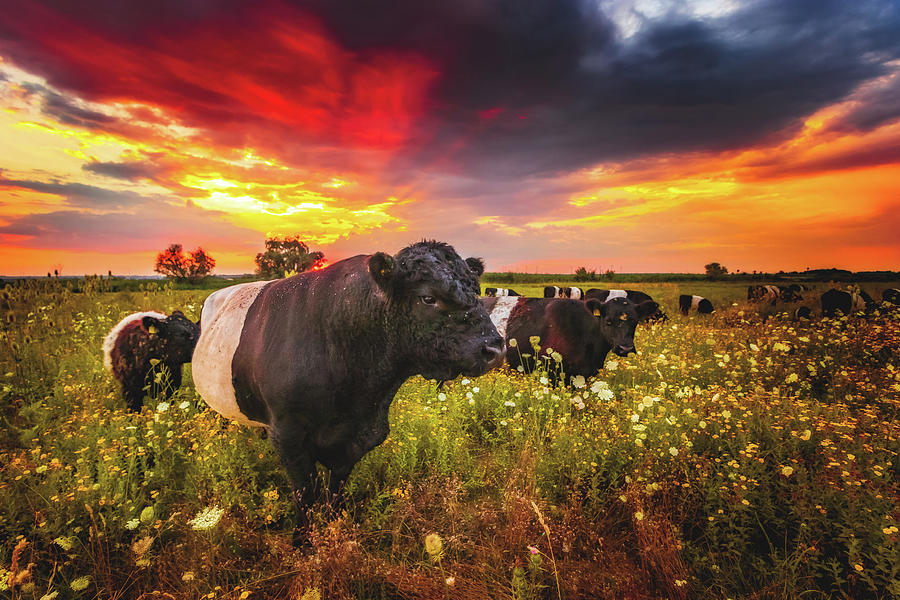 Galloway Cattle during Sunset Photograph by Marc Braner