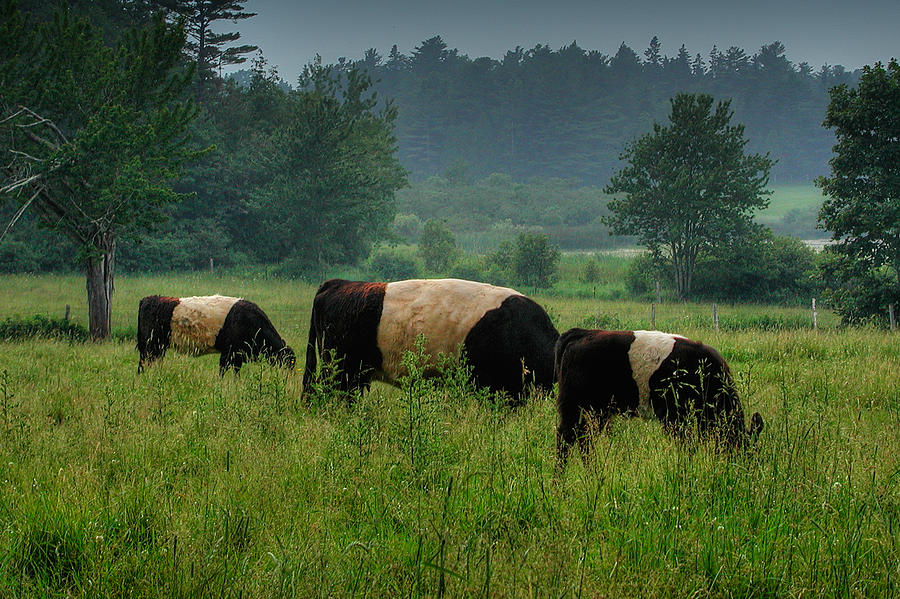 Galloway Cows-1010 Photograph by Neil Doren