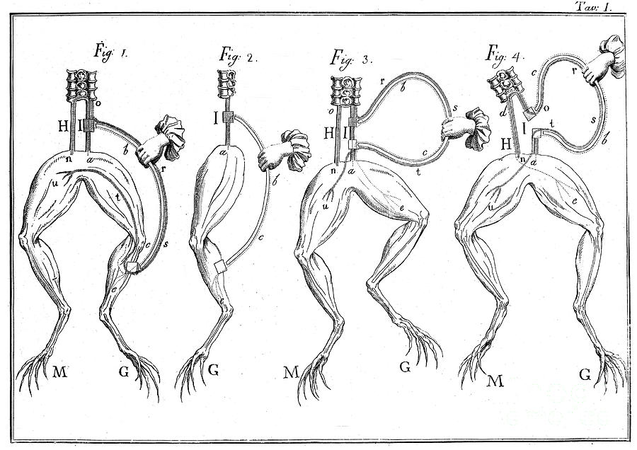 Galvanis Frog Experiments, 18th C Photograph by Wellcome Images