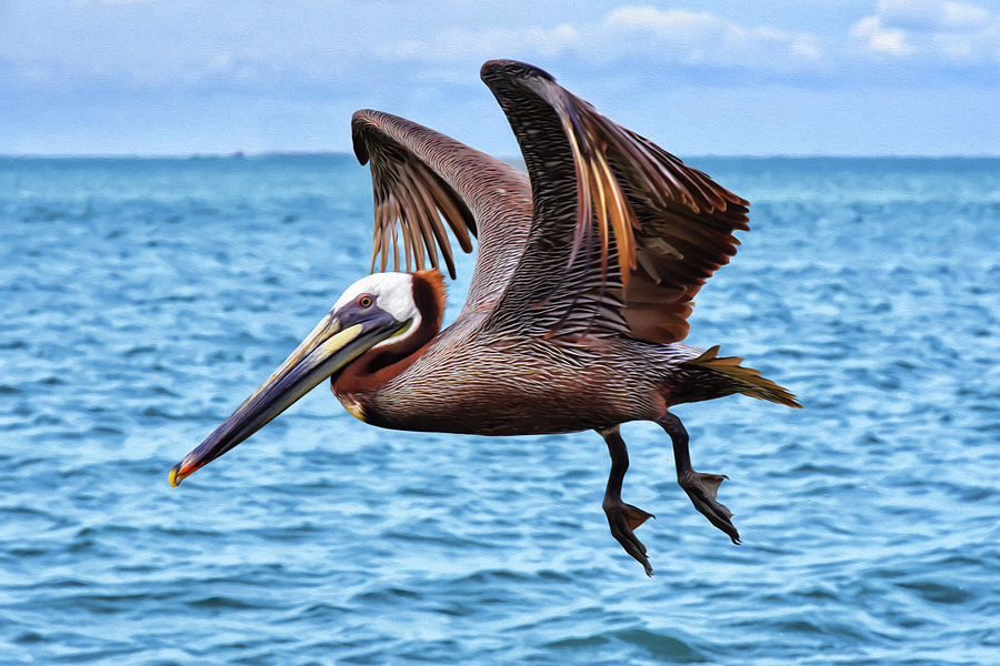 Feather Photograph - Galveston Beach Birds by Steven Michael