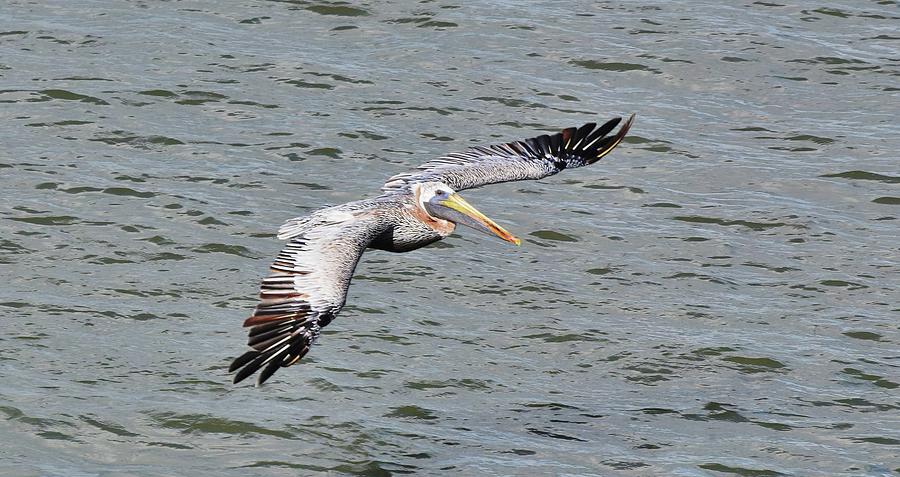 Galveston Birds 193 Photograph by Lawrence Hess - Pixels