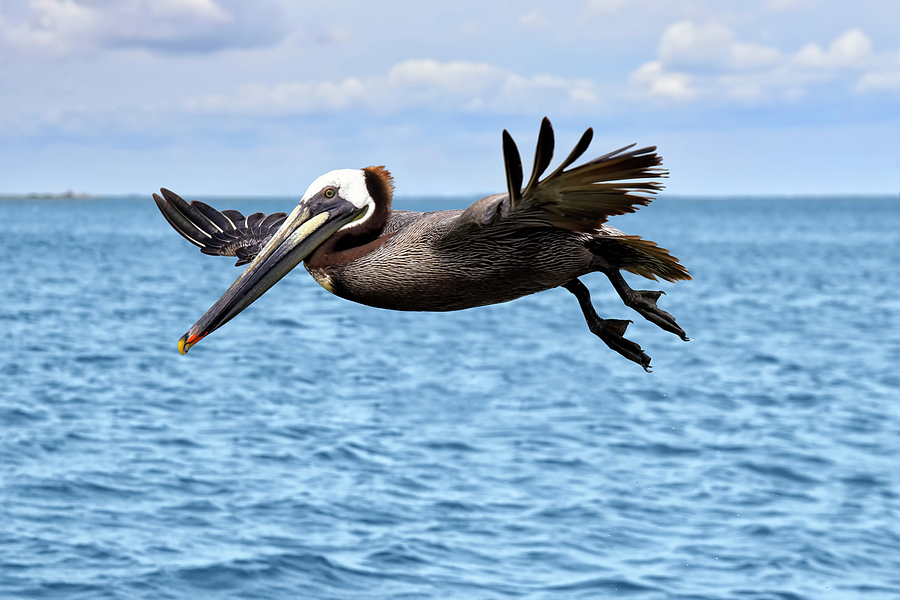 Galveston Brown Pelicans Photograph by Steven Michael
