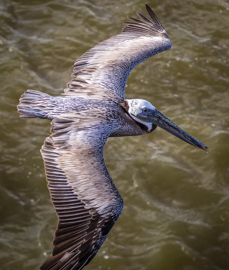 Galveston Pelican Photograph by Gregory Daley  MPSA
