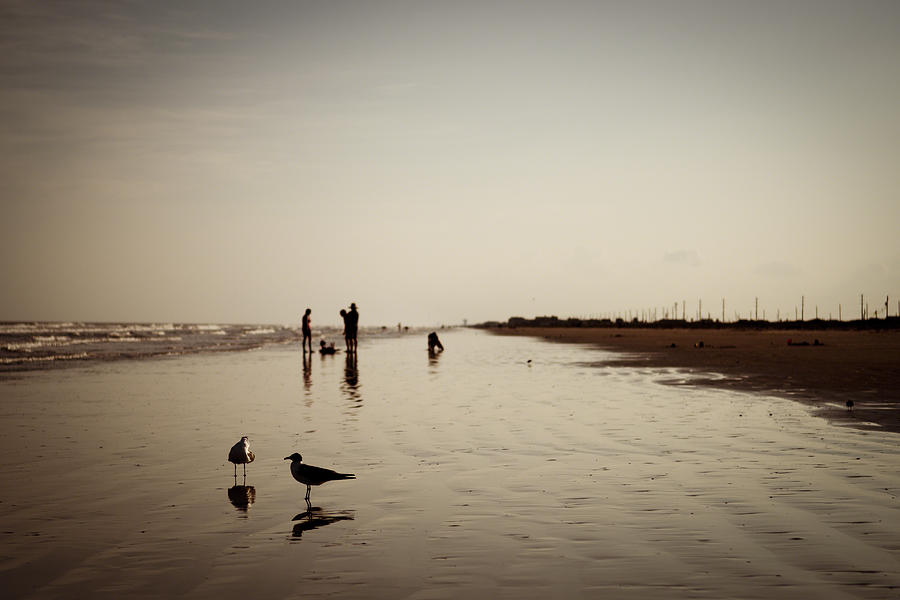 Galveston Seagulls Photograph by Ray Devlin