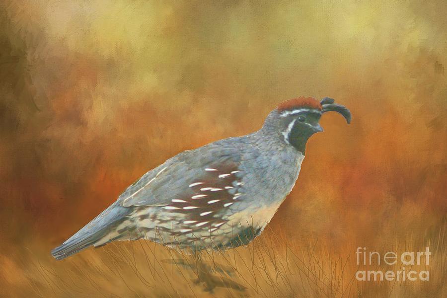 Gambel Quail in Death Valley  Photograph by Janette Boyd