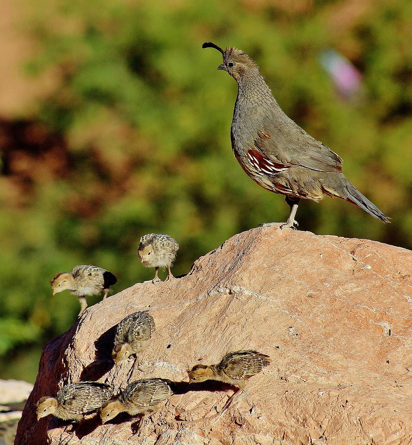 Gambel Quail with Babies F-AN1 Photograph by Edward Dobosh | Fine Art