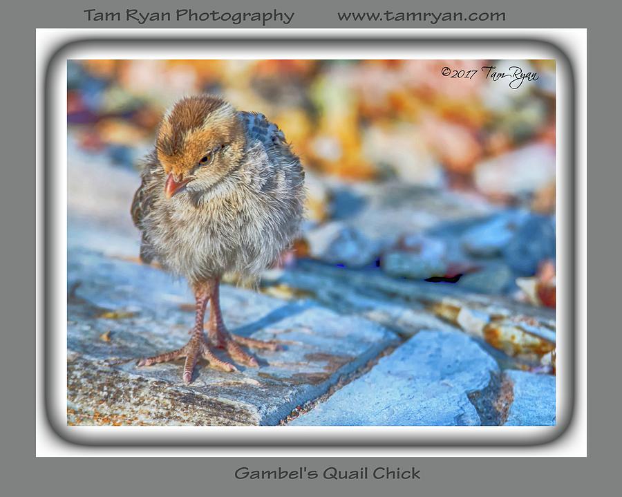 Gambels Quail Chick  Photograph by Tam Ryan