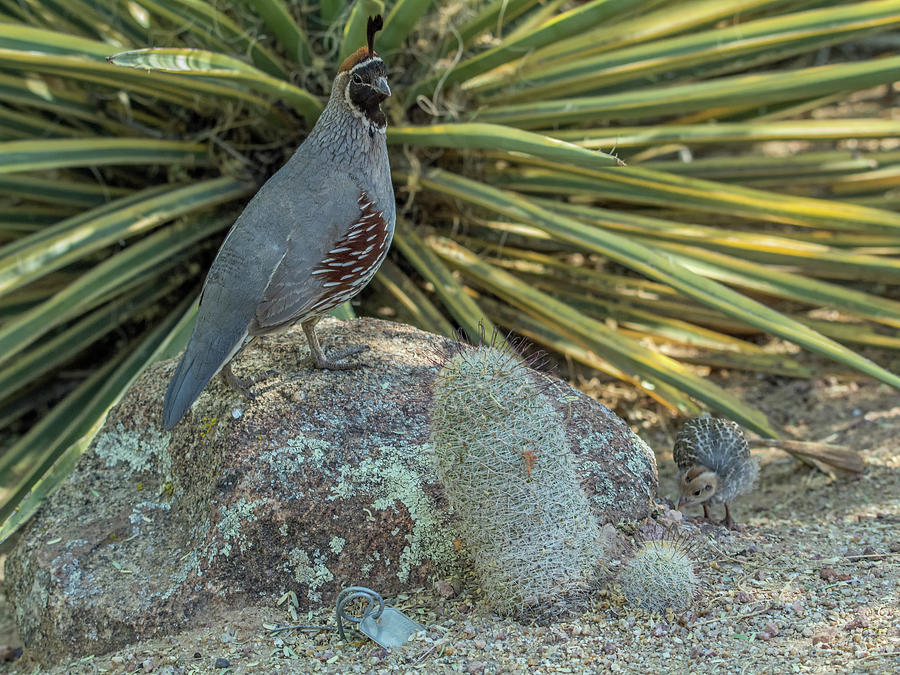 Gambels Quail Dad and Chick Photograph by Tam Ryan