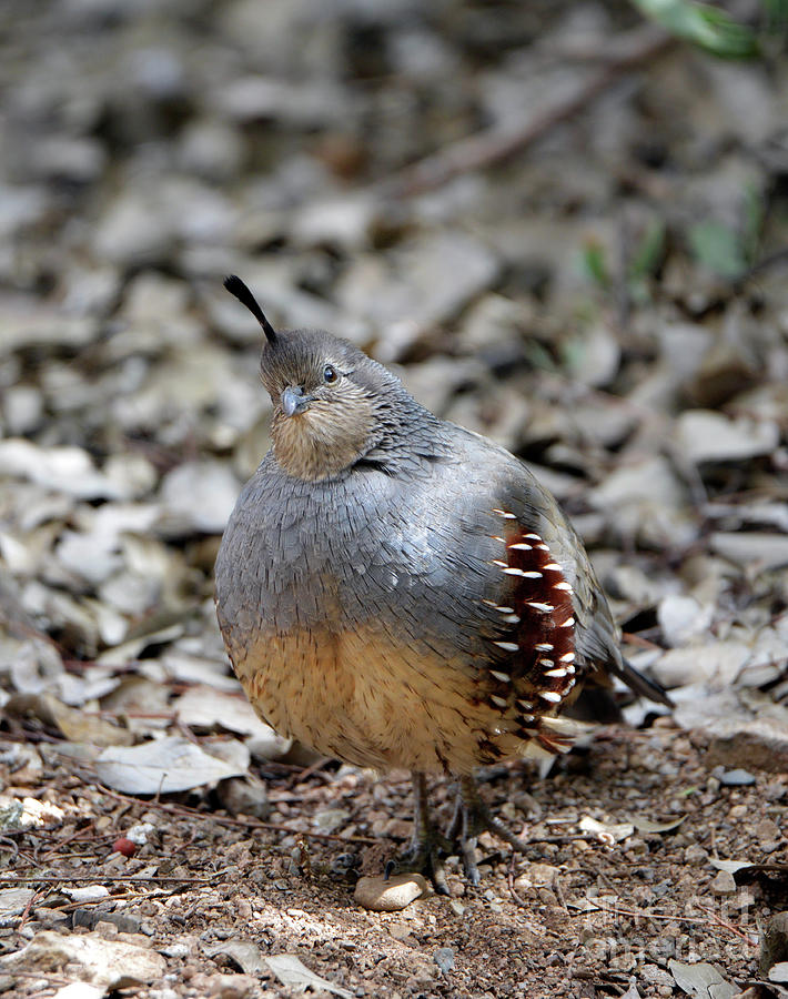 Gambels Quail Photograph by Denise Bruchman