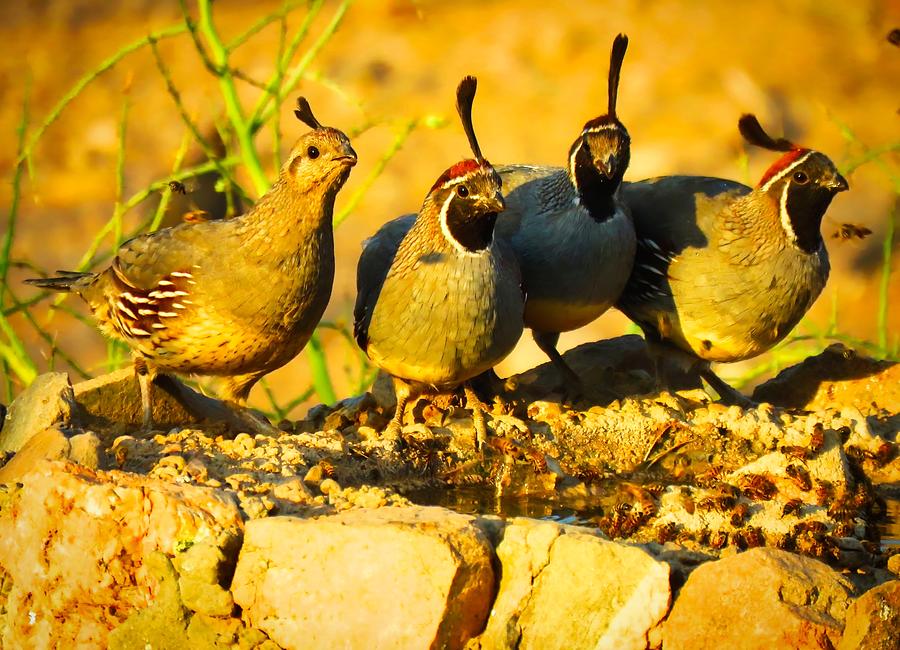 Gambels Quail Foursome Photograph by Judy Kennedy