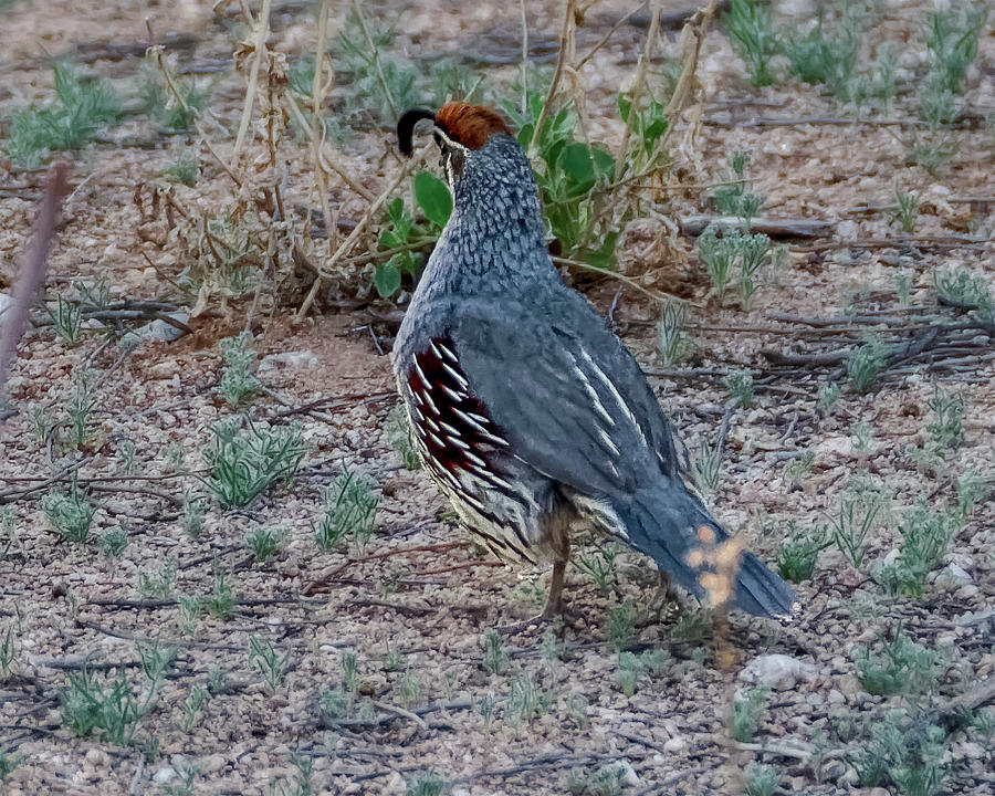 Gambels Quail h1841 Photograph by Mark Myhaver