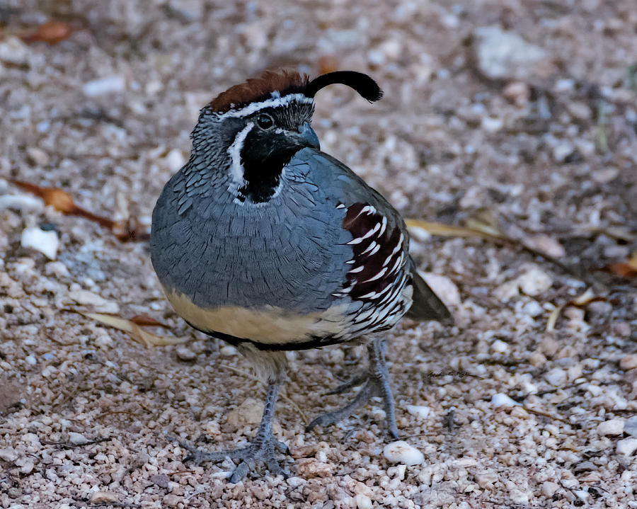 Feather Photograph - Gambels Quail h31 by Mark Myhaver
