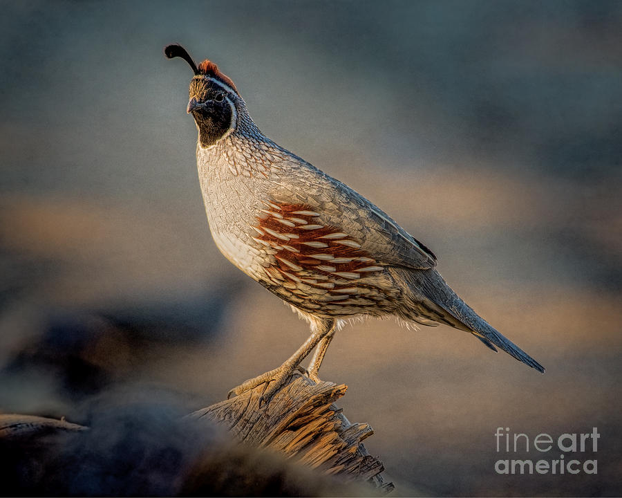 Gambels Quail in Late Evening Late Photograph by Lisa Manifold