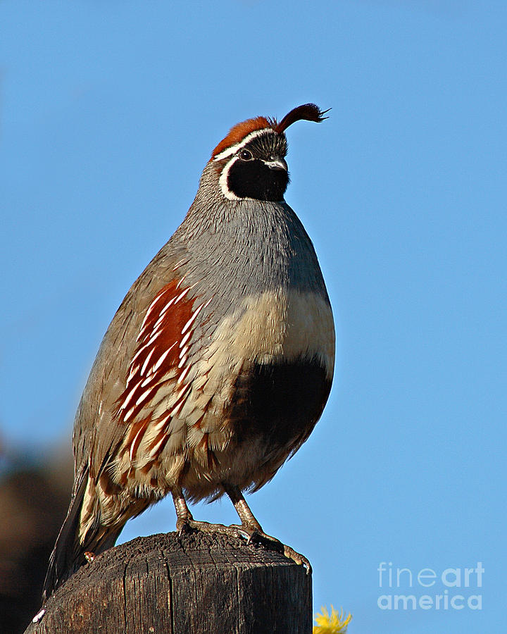 Nature Photograph - Gambels Quail On Sunny Perch by Max Allen