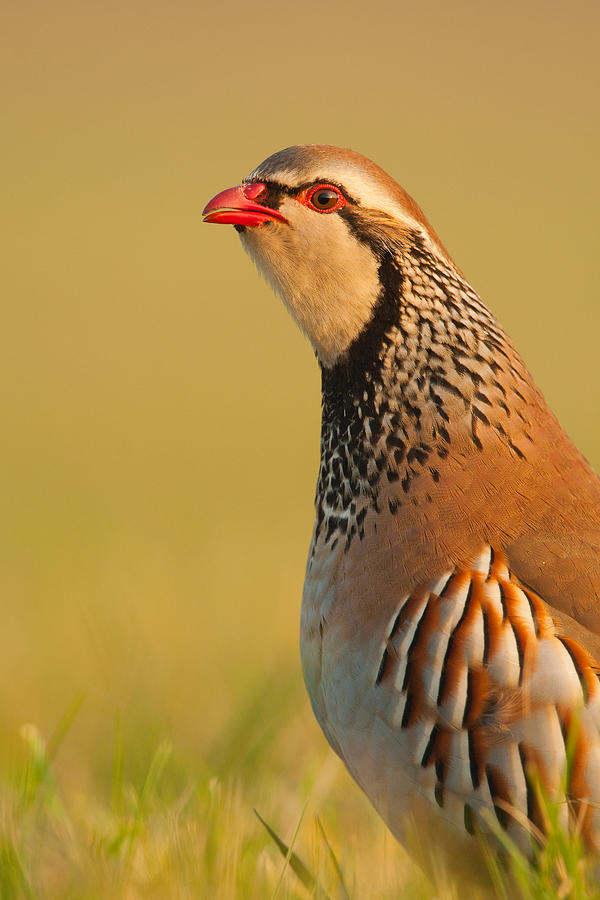 Game Bird Photograph by Simon Litten