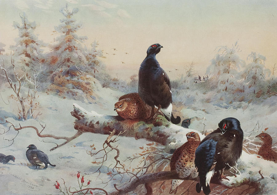 Archibald Thorburn Painting - Game Birds  by Archibald Thorburn