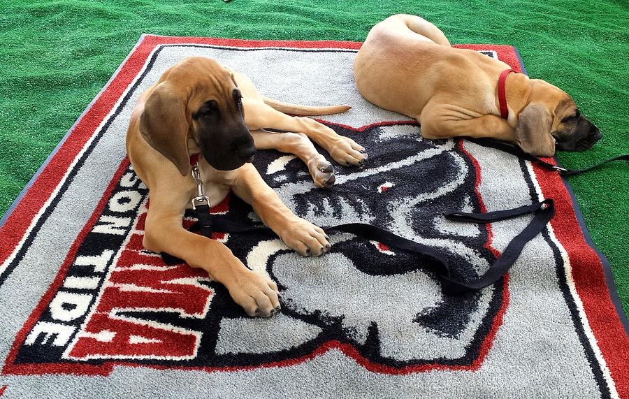 Gameday Great Dane Puppies Photograph by Kenny Glover