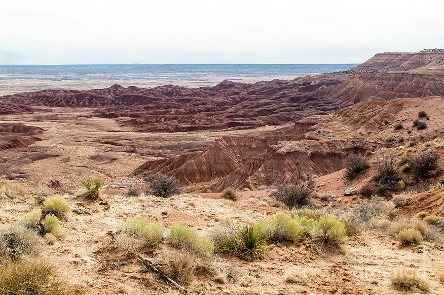 Desert Photograph - Ganado  8b9200 by Stephen Parker