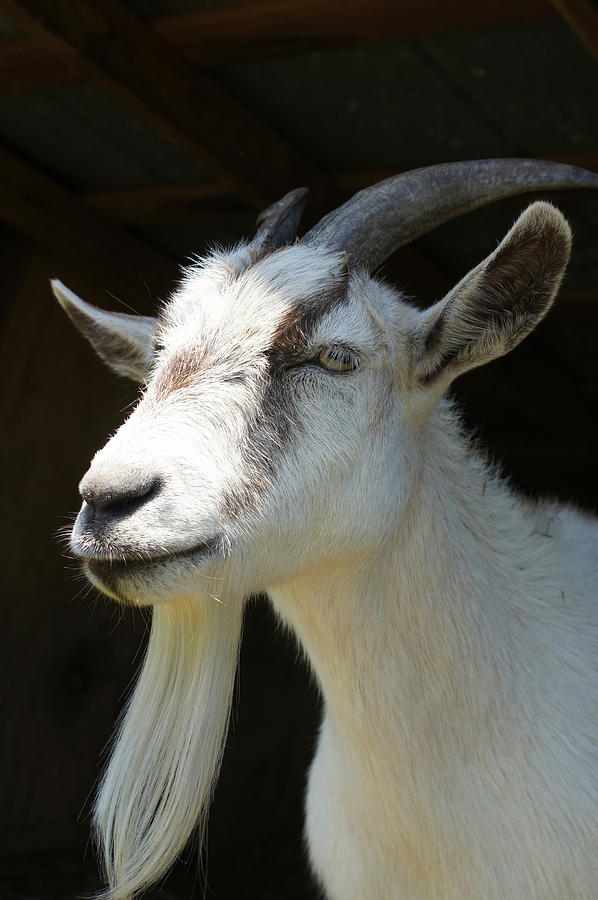 Gandalfs Goat Photograph by Lynda Dawson-Youngclaus