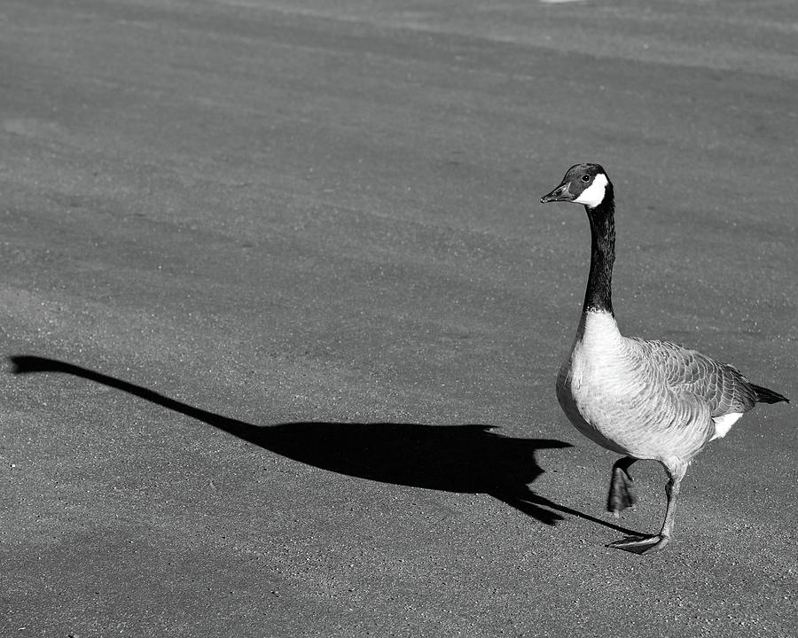 Gander Gallop Photograph by DUG Harpster - Pixels