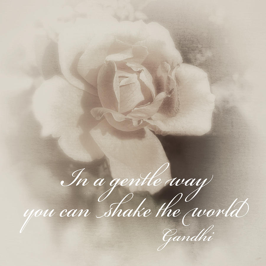Gandhi Quote On Pale Rose Photograph by Ann Powell