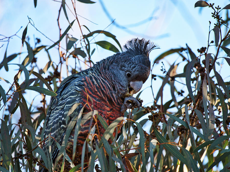 GangGang Cockatoo - Canberra - Australia  Photograph by Steven Ralser
