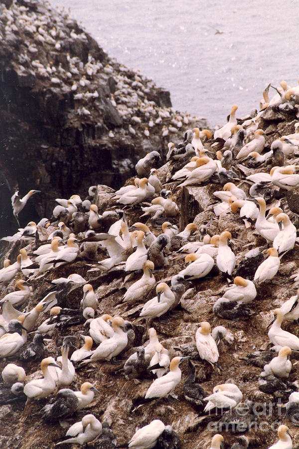 Gannet Cliffs Photograph by Mary Mikawoz