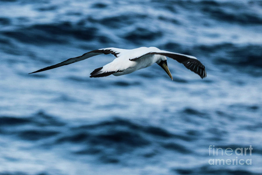 Gannet in the Caribbean Photograph by Thomas Marchessault