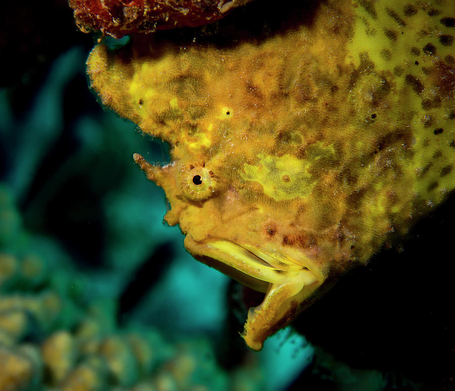 Gapping Frogfish Photograph by Jean Noren