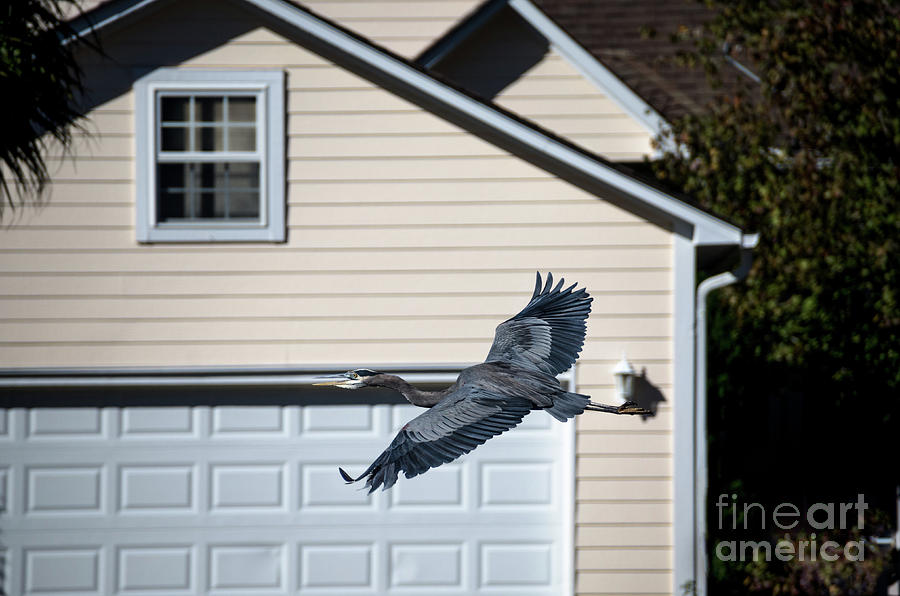 Garage Door Take Off Photograph by Dale Powell