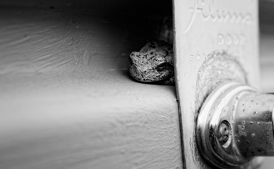 Garage Door Tree Frog Photograph by Lars Lentz