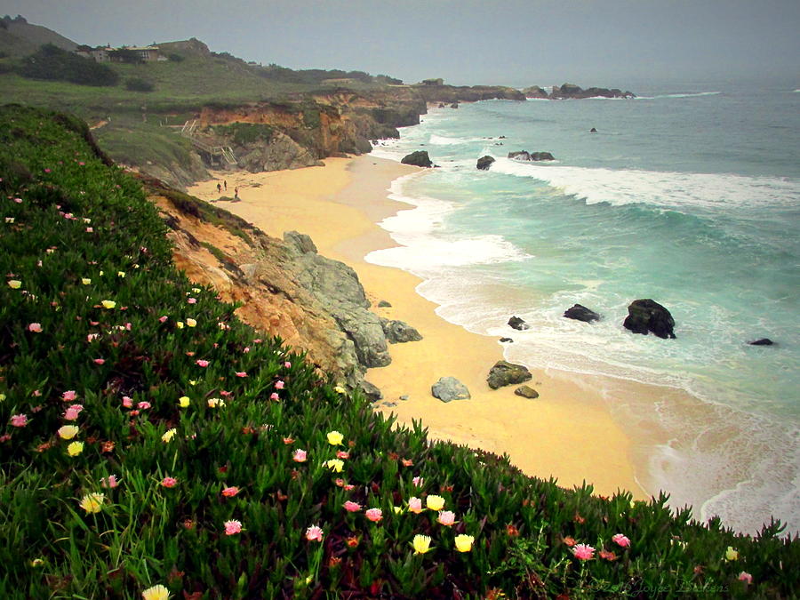 Flower Photograph - Garapata Beach And Iceplant One by Joyce Dickens