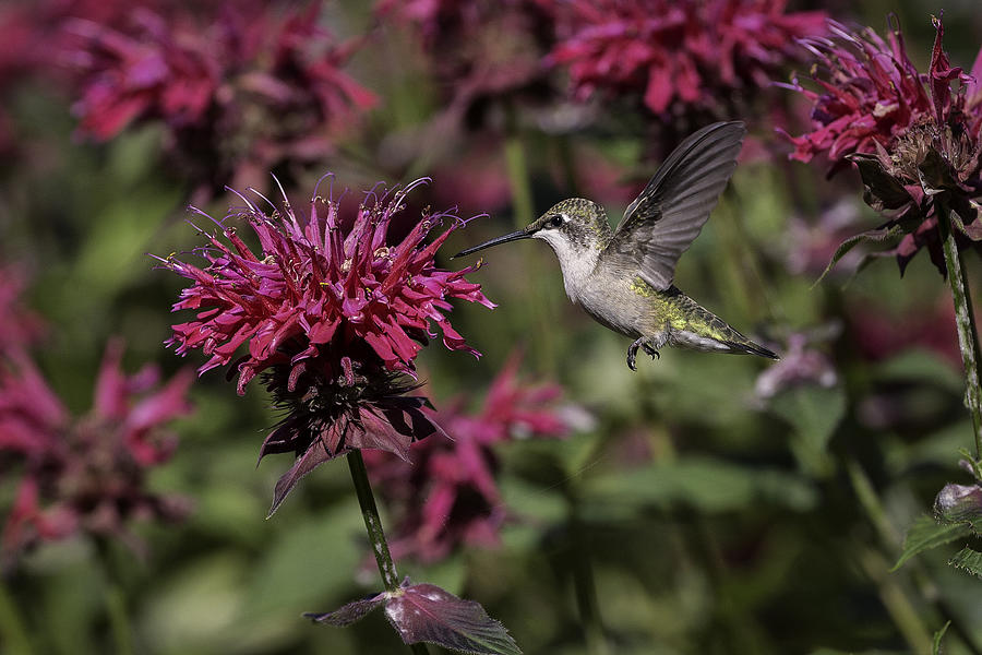 Hummingbird Photograph - Garden Angel by Everet Regal