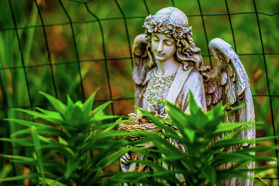 Garden Angel Photograph by James-Allen