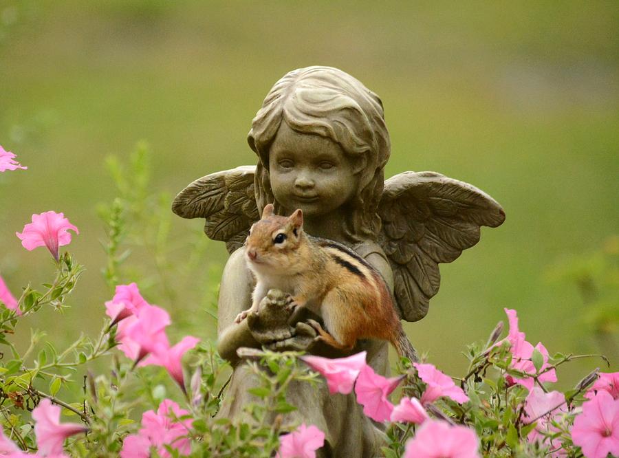 Garden Angel Photograph by Judy Genovese