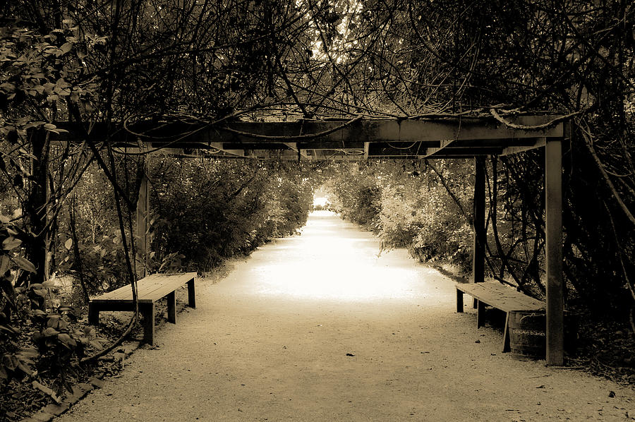 Garden Arbor in Sepia Photograph by DigiArt Diaries by Vicky B Fuller
