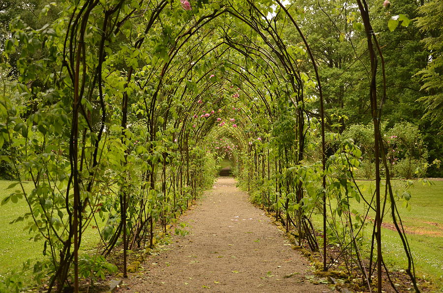 Garden Archway Photograph by Martina Fagan