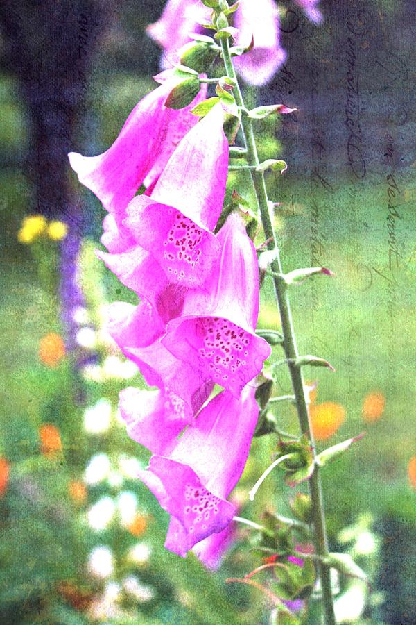 Flower Photograph - Garden Bellflowers by Cathie Tyler