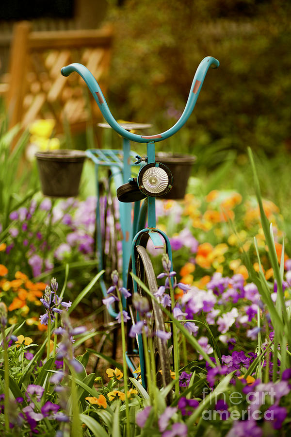 Garden Bicycle Photograph by Rachel Morrison