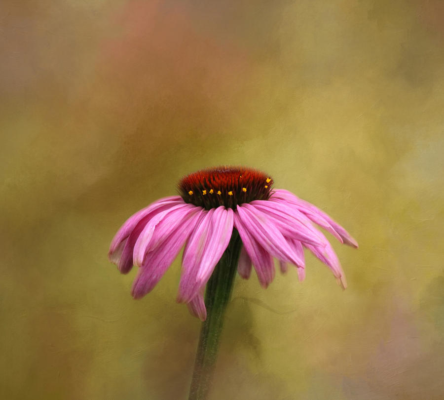 Flower Photograph - Garden Bliss by Kim Hojnacki